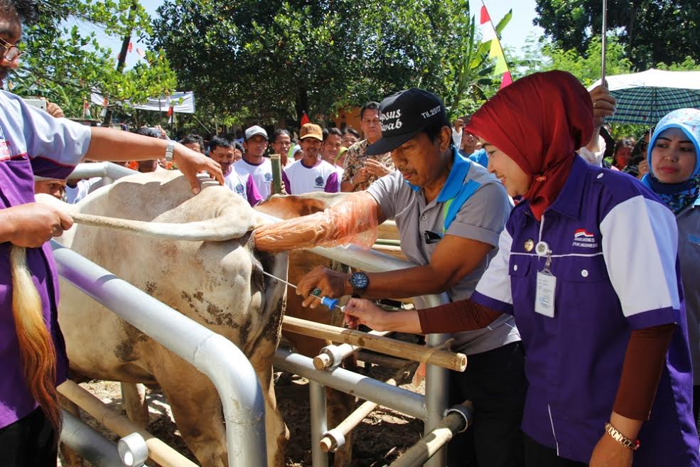 Bupati Idza Priyanti saat melakukan kawin suntik pada seekor sapi saat launching riumah pintar ternak di Desa Buara Ketanggungan